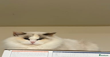 Ragdoll cats - Advert 3