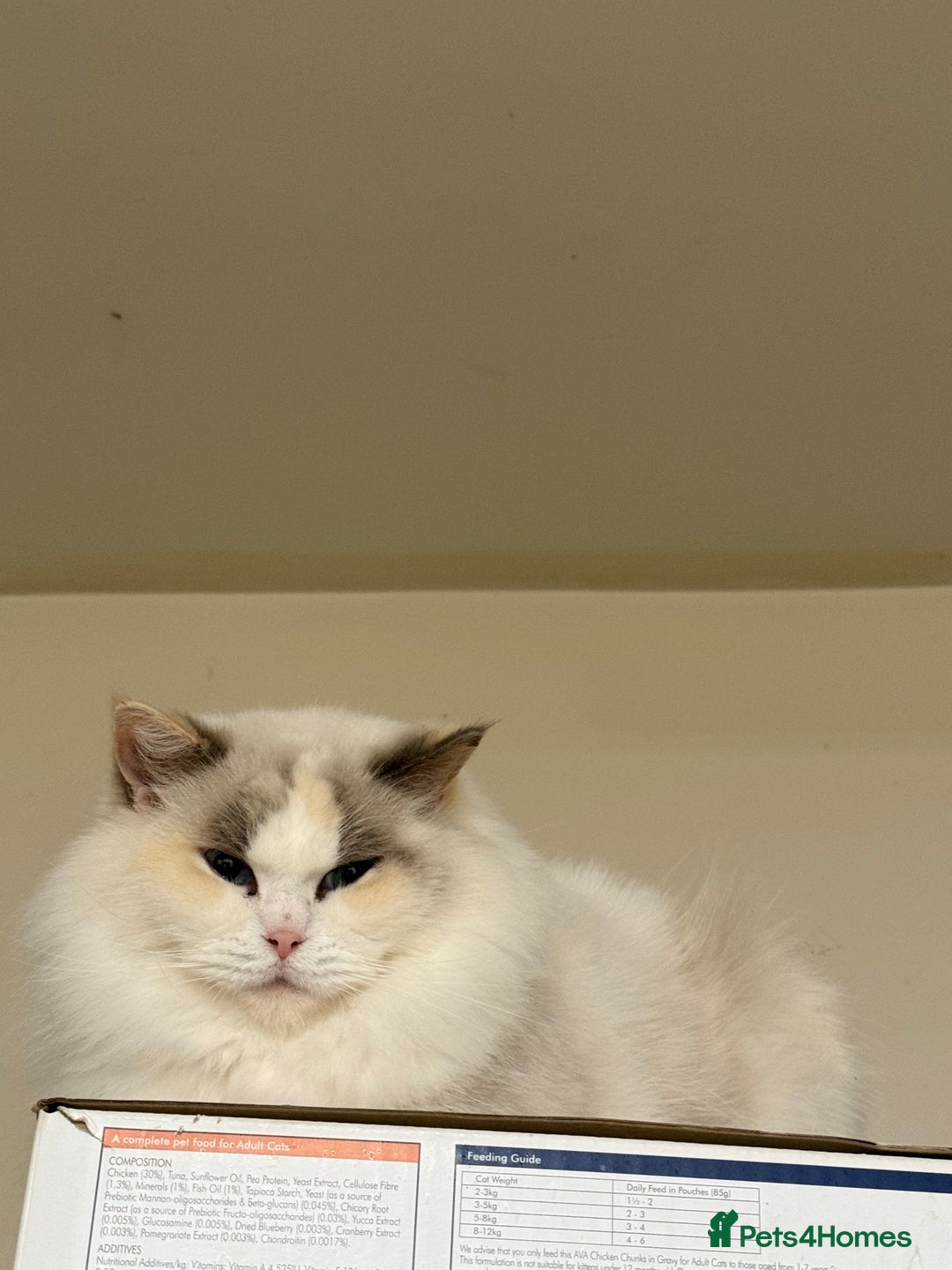 Ragdoll cats for sale: Beautiful Amira Gccf andTica Active  - Advert 3
