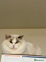 Ragdoll cats - Advert 1