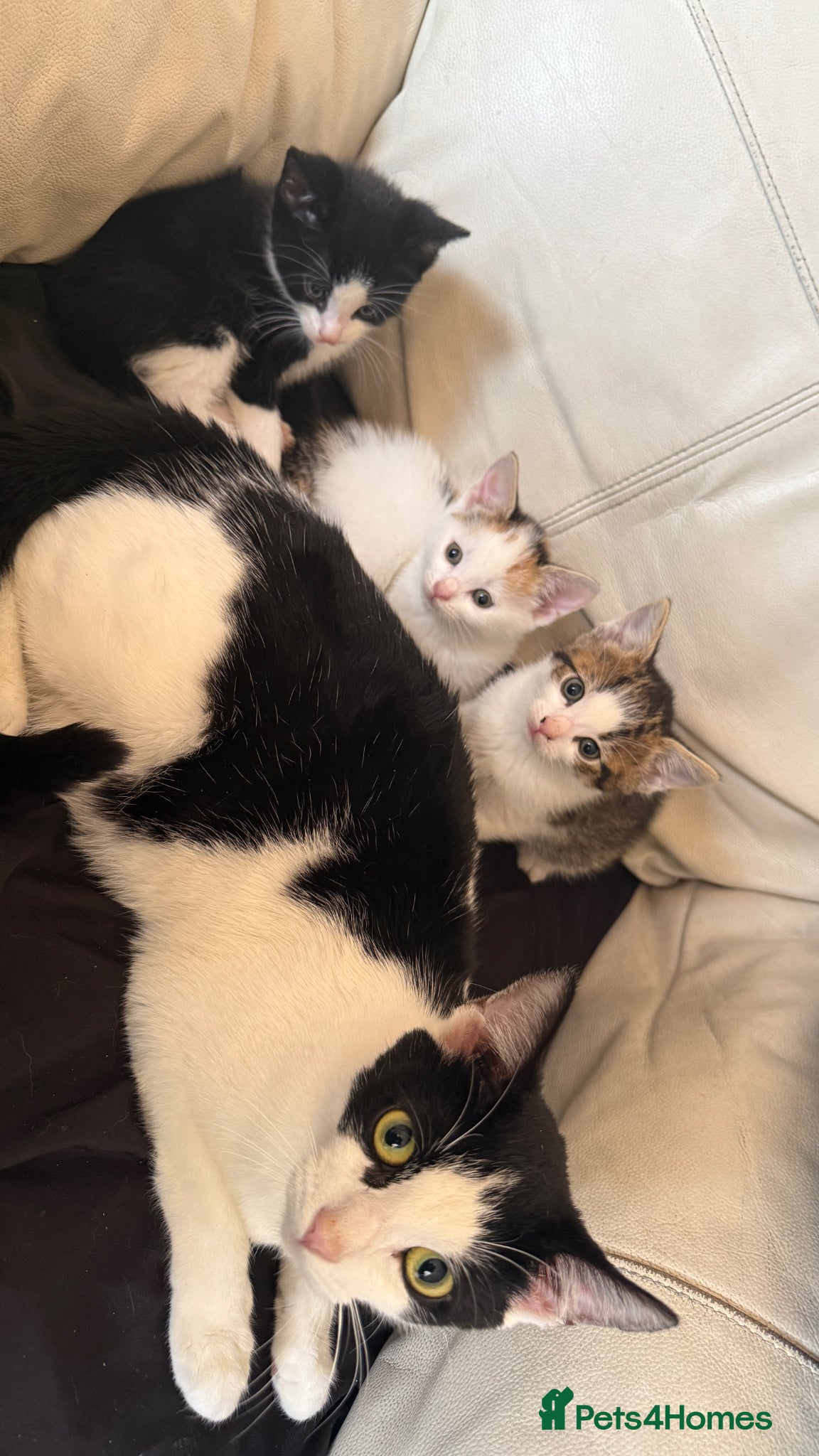 Mixed Breed cats Cute Playful Kittens Looking for New Homes 🐾 - Advert 4