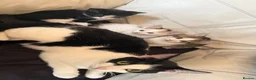 Mixed Breed cats for sale: Cute Playful Kittens Looking for New Homes 🐾 - Advert 1