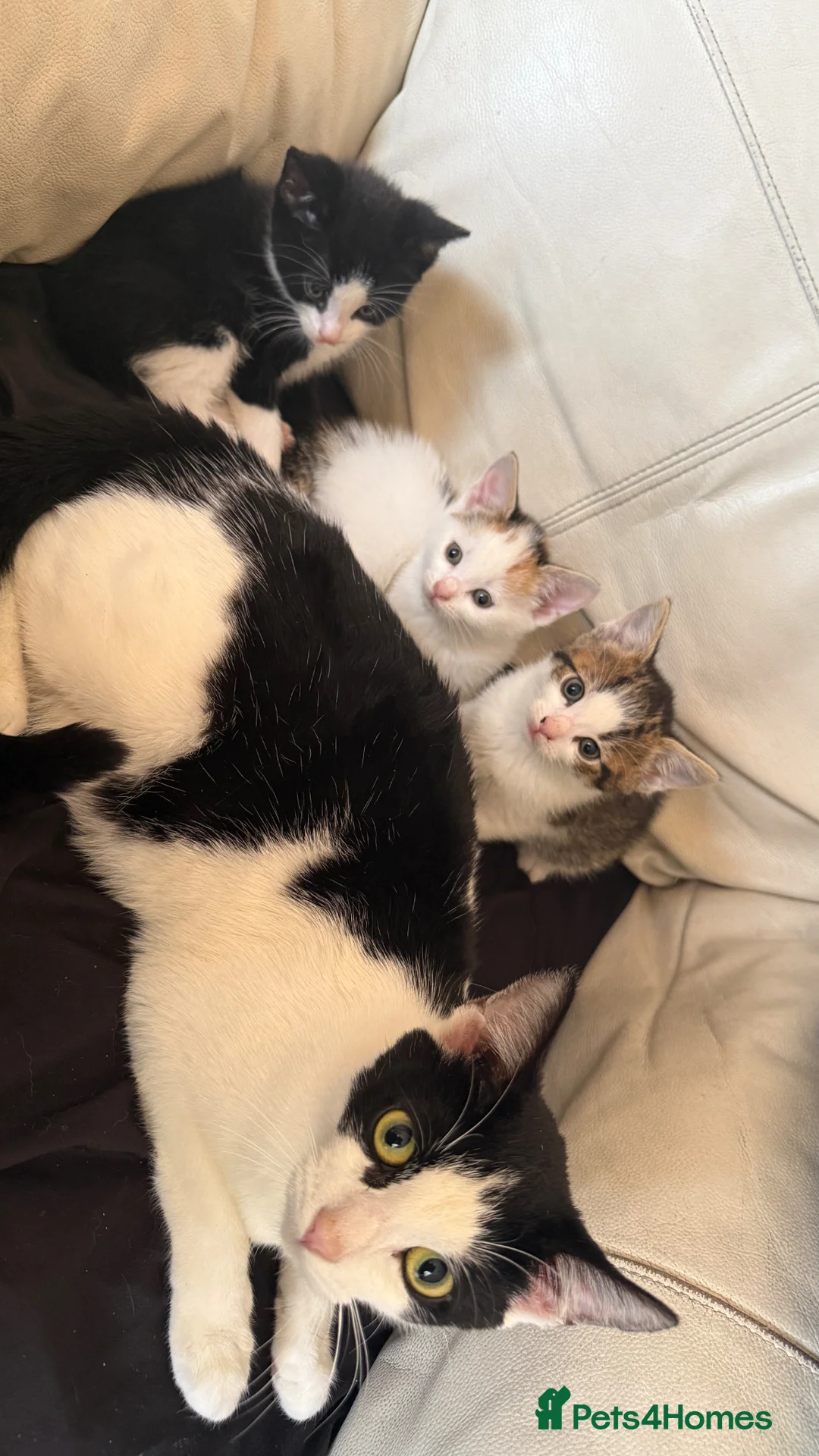 Mixed Breed cats for sale: Cute Playful Kittens Looking for New Homes 🐾 - Advert 1