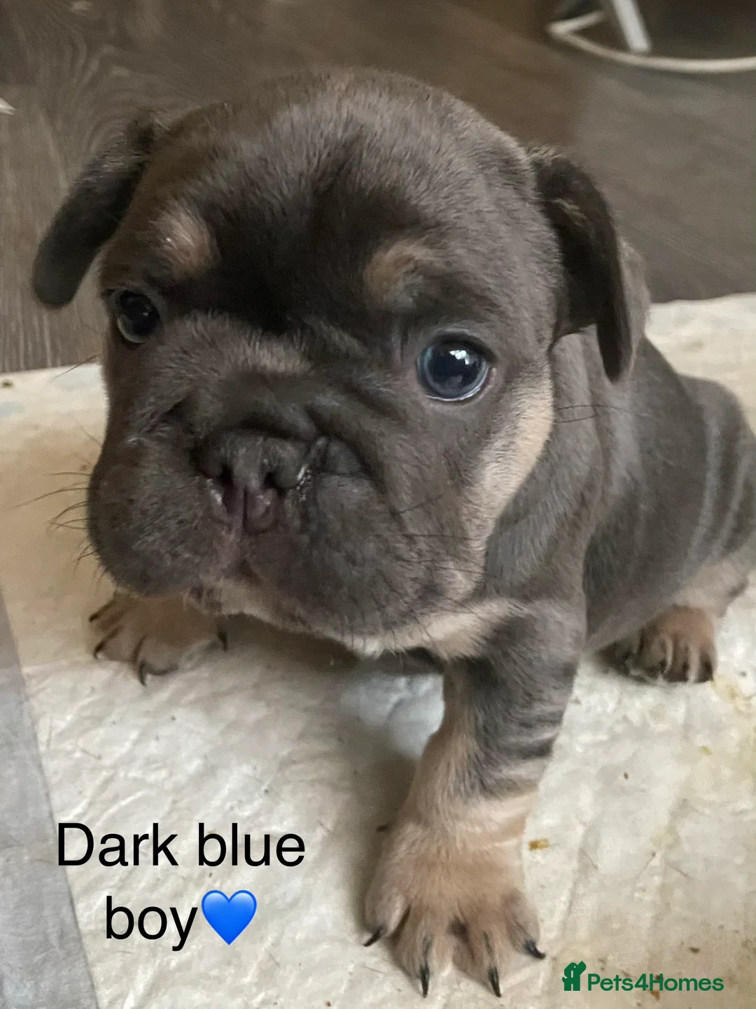 French Bulldog dogs for sale: French bulldog puppies - Advert 7