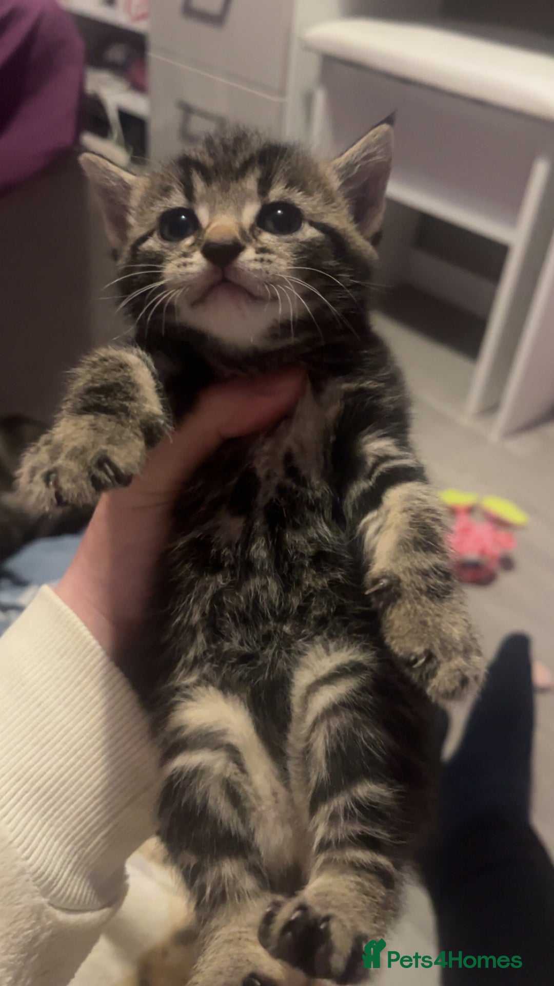 Domestic Shorthair cats for sale: Kittens who are looking for their forever homes🤍 - Advert 2