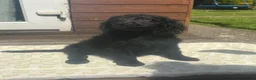 Cavapoo dogs for sale: REDUCED - Beautiful Cavapoo Boys 🐾 - Advert 8