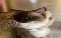 Ragdoll cats for sale: Adult female ragdoll  - Image 3