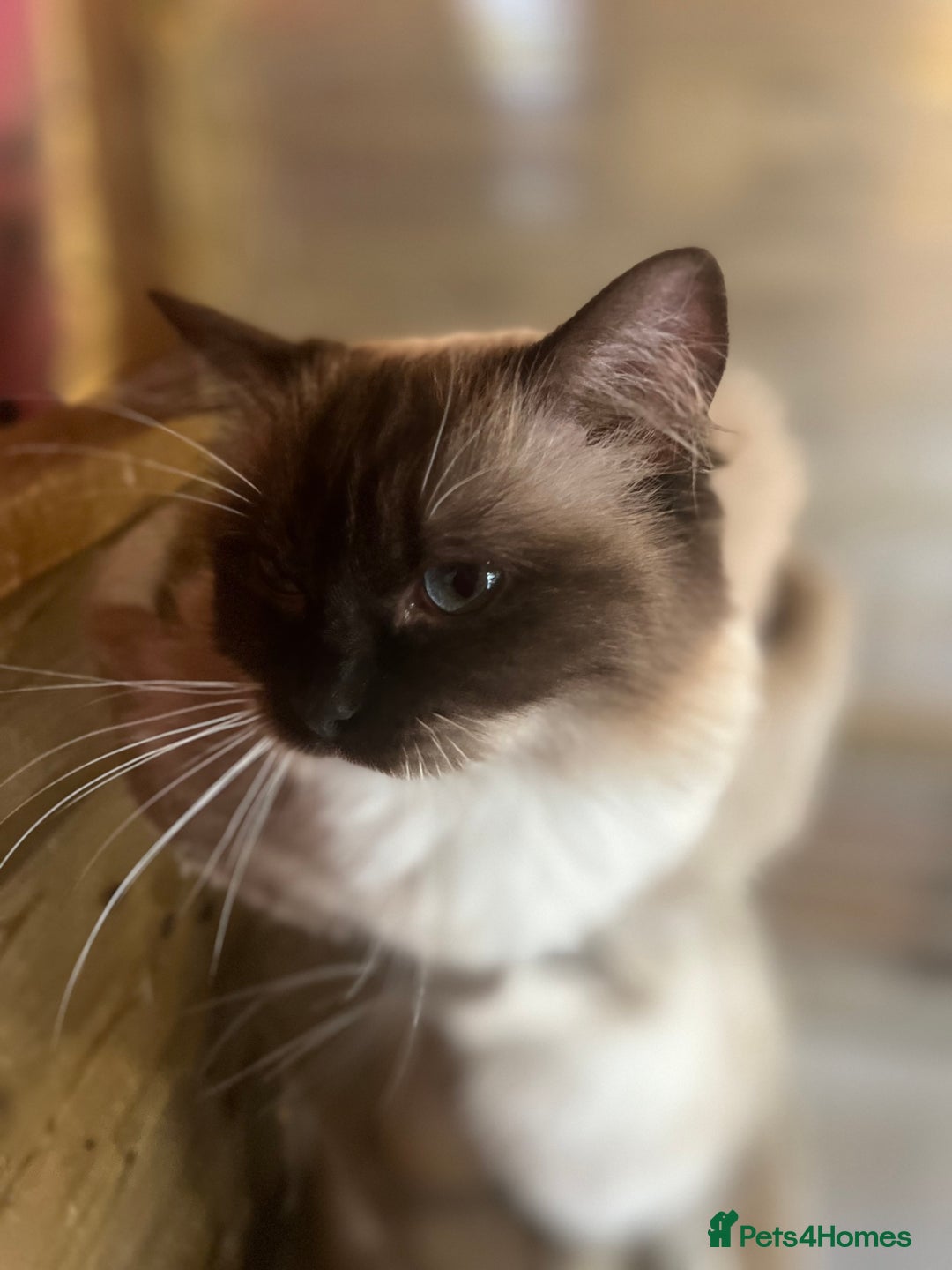 Ragdoll cats for sale: Adult female ragdoll  - Image 3