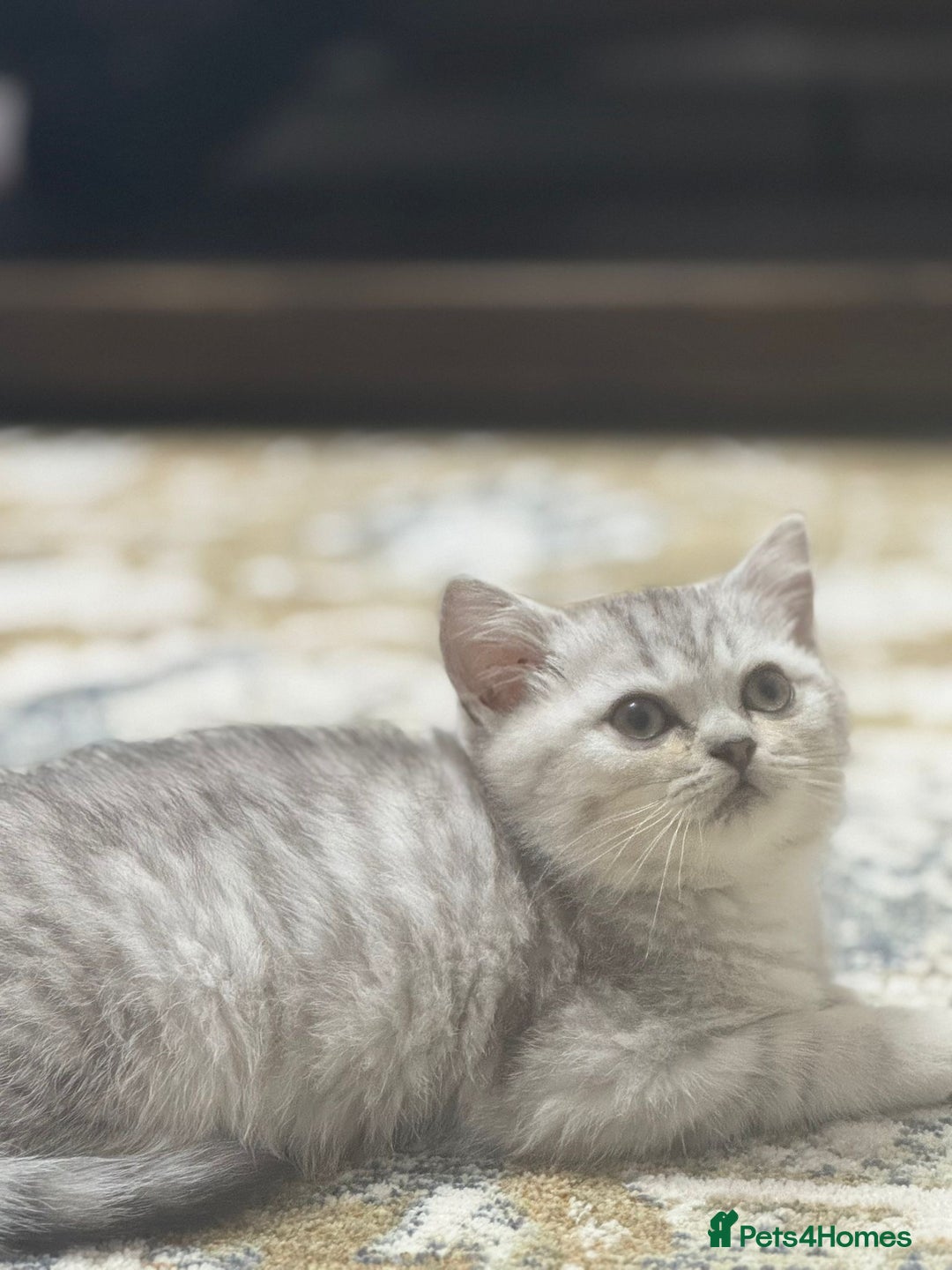 British Shorthair cats for sale: 2 TICA registered BSH kittens  - Advert 25