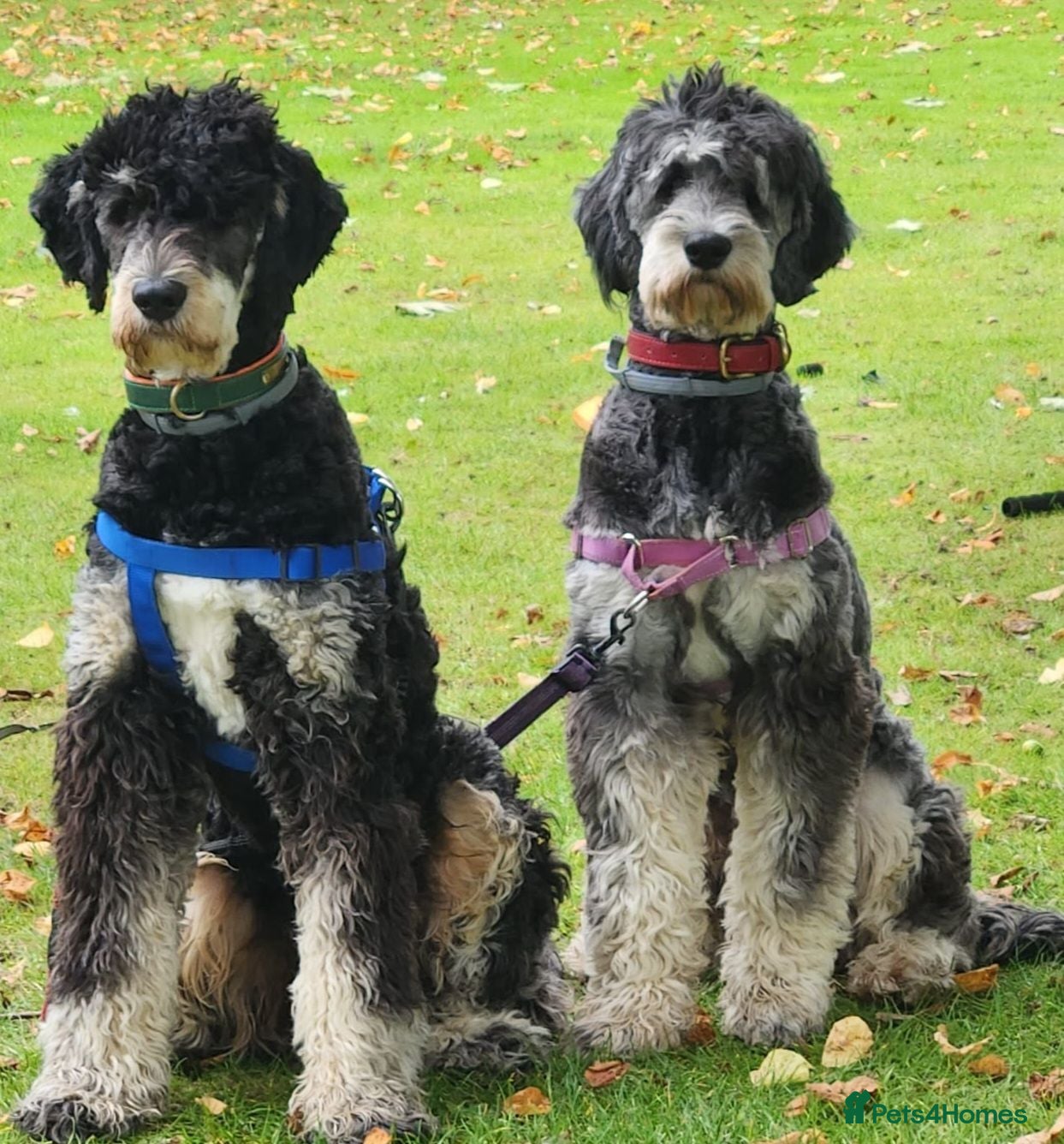 Bernedoodle dogs F2b midi Bernedoodle  - Advert 6