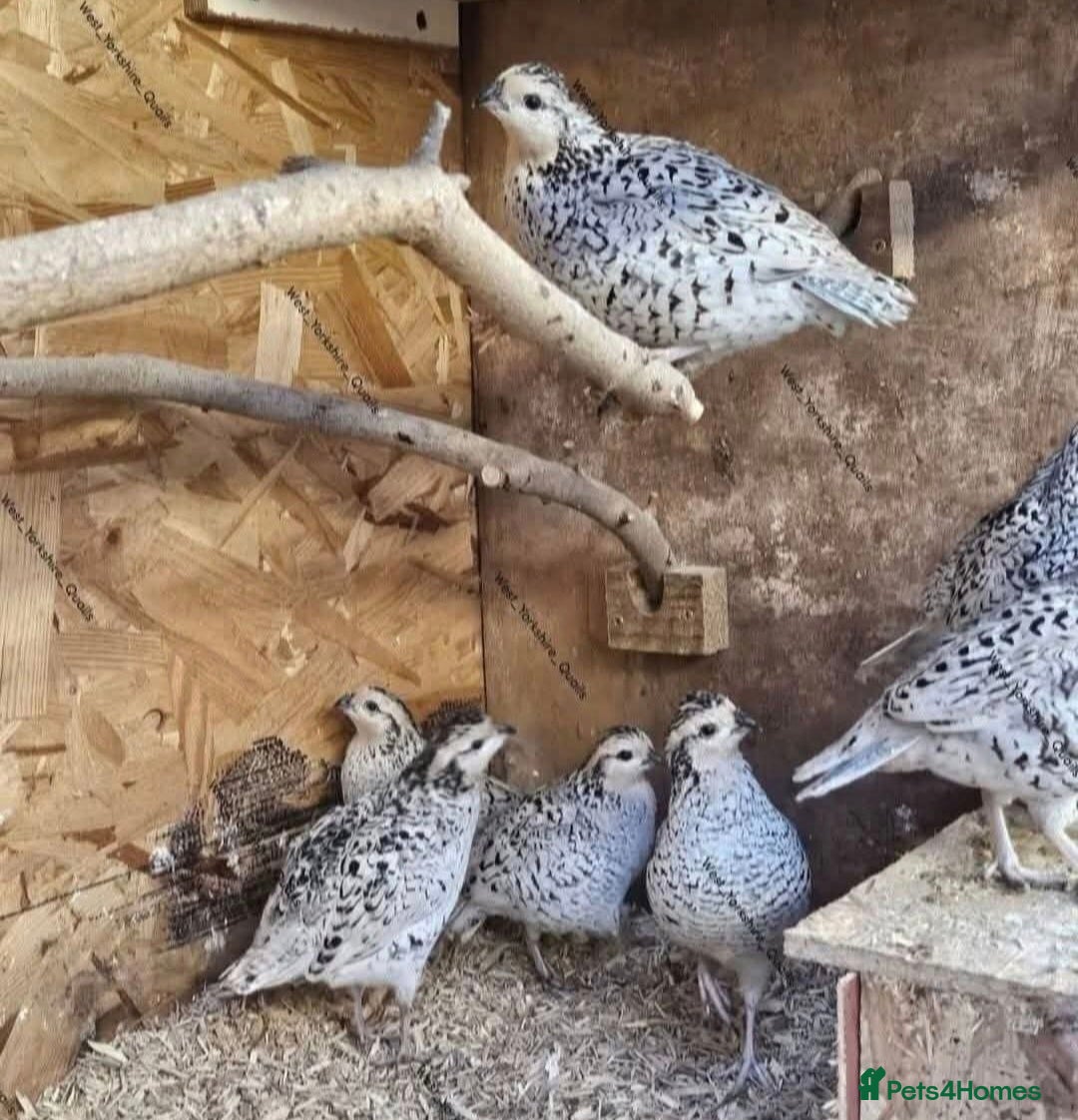 Quail poultry Snowflake Bobwhite quail hatching eggs  - Advert 1