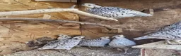 Quail poultry for sale: Snowflake Bobwhite quail hatching eggs  - Advert 1