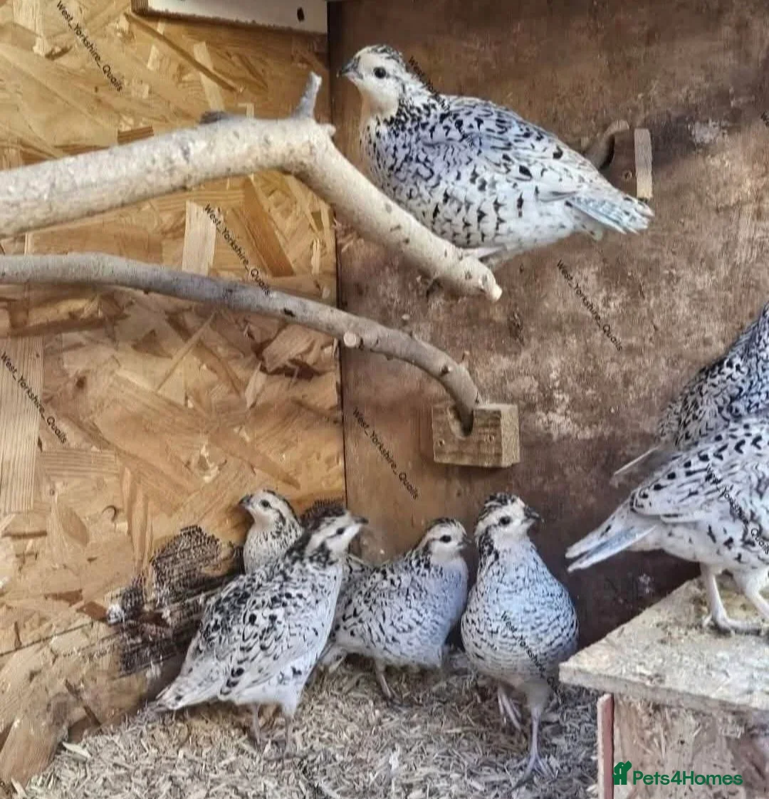 Quail poultry for sale: Snowflake Bobwhite quail hatching eggs  - Advert 1