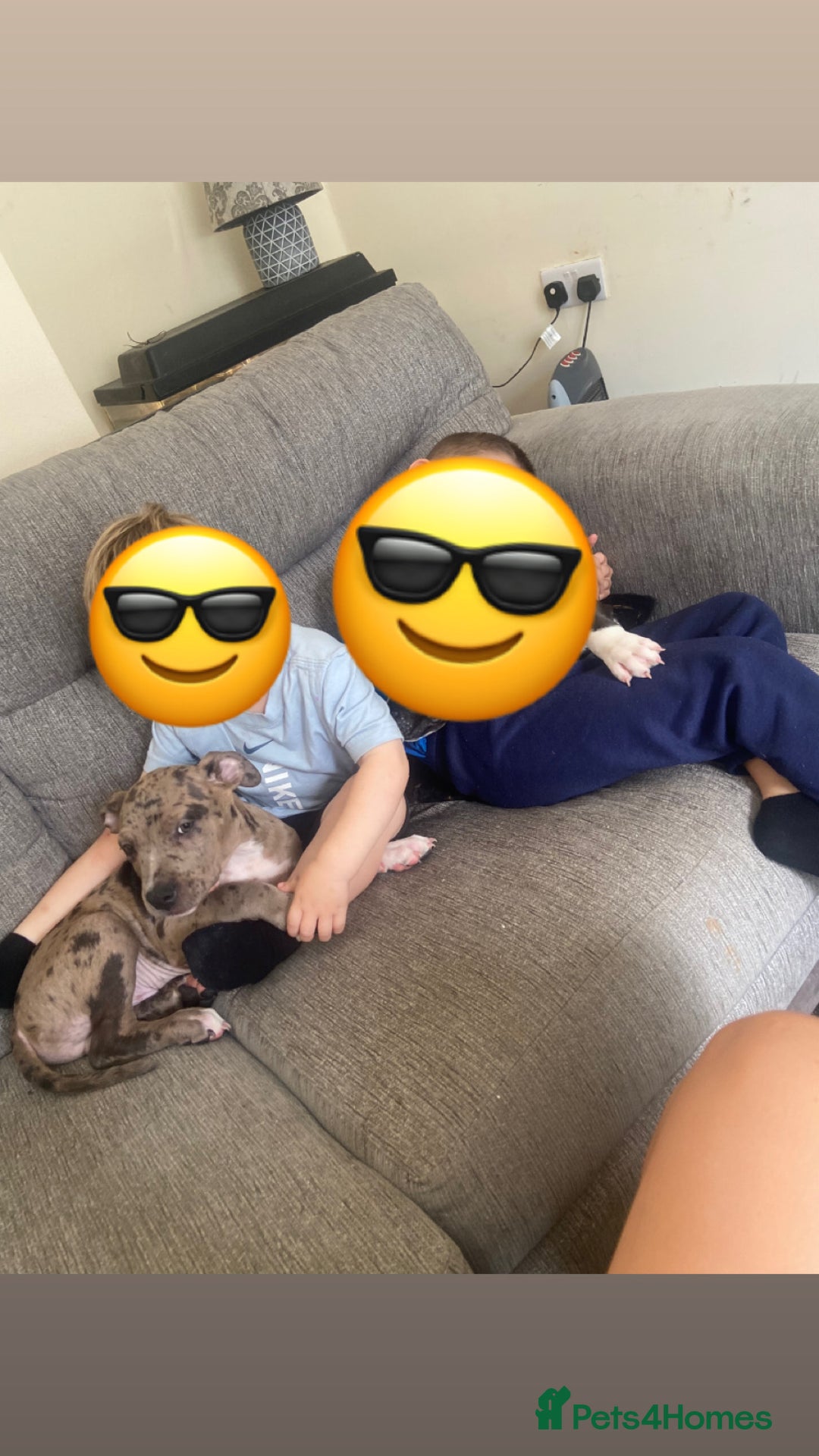 Mixed Breed dogs for sale: Puppy for sale  - Image 2
