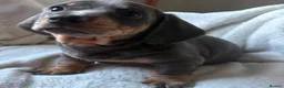 Miniature Dachshund dogs for sale: Stunning rare colours miniature dachshunds  - Advert 18