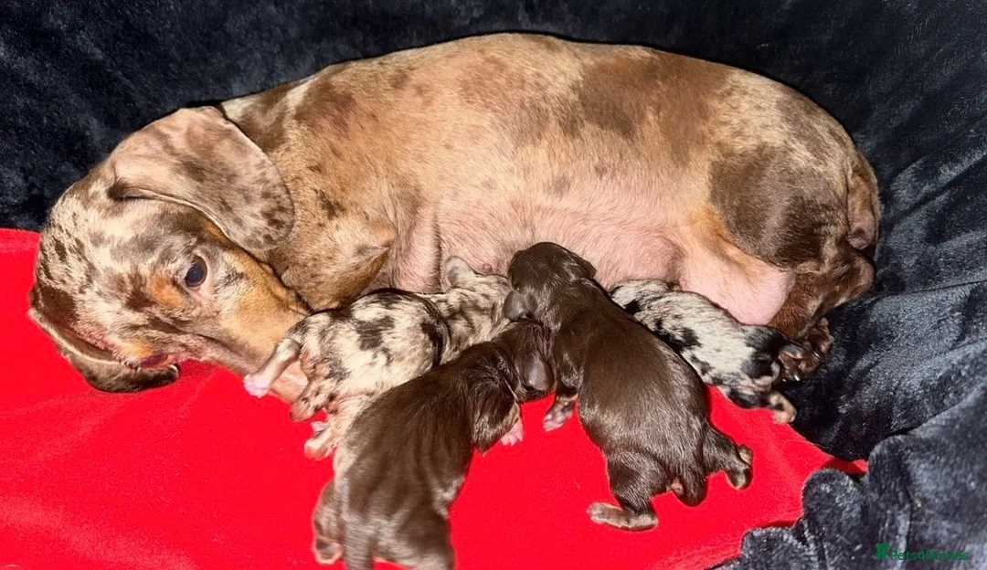 Miniature Dachshund dogs for stud: Tiny Piebald Stud with Free Ovulation Testing  in Stockton-on-Tees - Advert 11