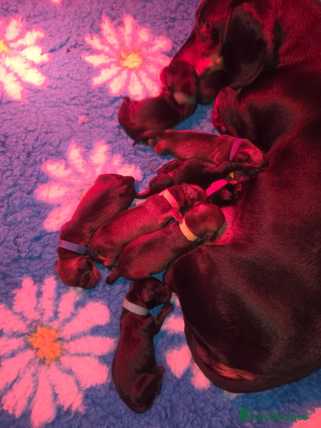 Dachshund dogs for sale: 5 kc standard smooth dachshunds  - Advert 1
