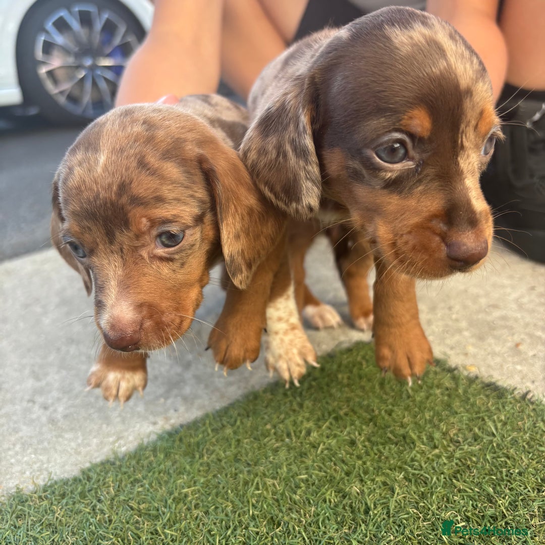 Miniature Dachshund dogs for sale: Miniature dachshund puppy’s TO LEAVE NOW in Luton - Image 4