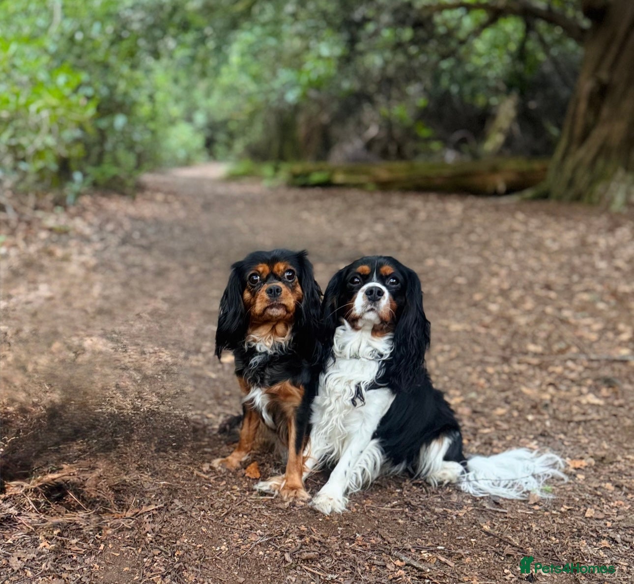 Cavalier King Charles Spaniel dogs Stunning pups DNA HEALTH TESTED PARENTS  - Advert 3