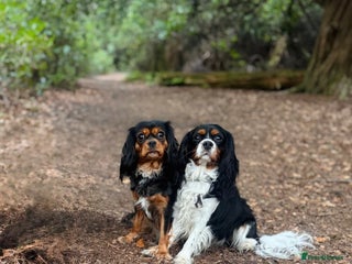 Cavalier King Charles Spaniel dogs Stunning pups DNA HEALTH TESTED PARENTS - Advert 2