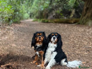 Cavalier King Charles Spaniel dogs Stunning pups DNA HEALTH TESTED PARENTS - Advert 3