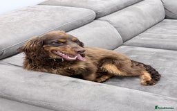 Cocker Spaniel dogs for sale: Working Cocker Spaniel Bitch - Image 9