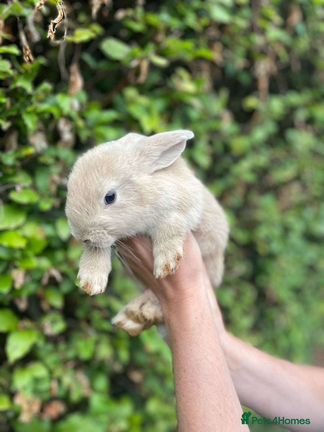 Mini Lop rabbits for sale: Pure Bred Mini Lop Bunnies  - Image 14