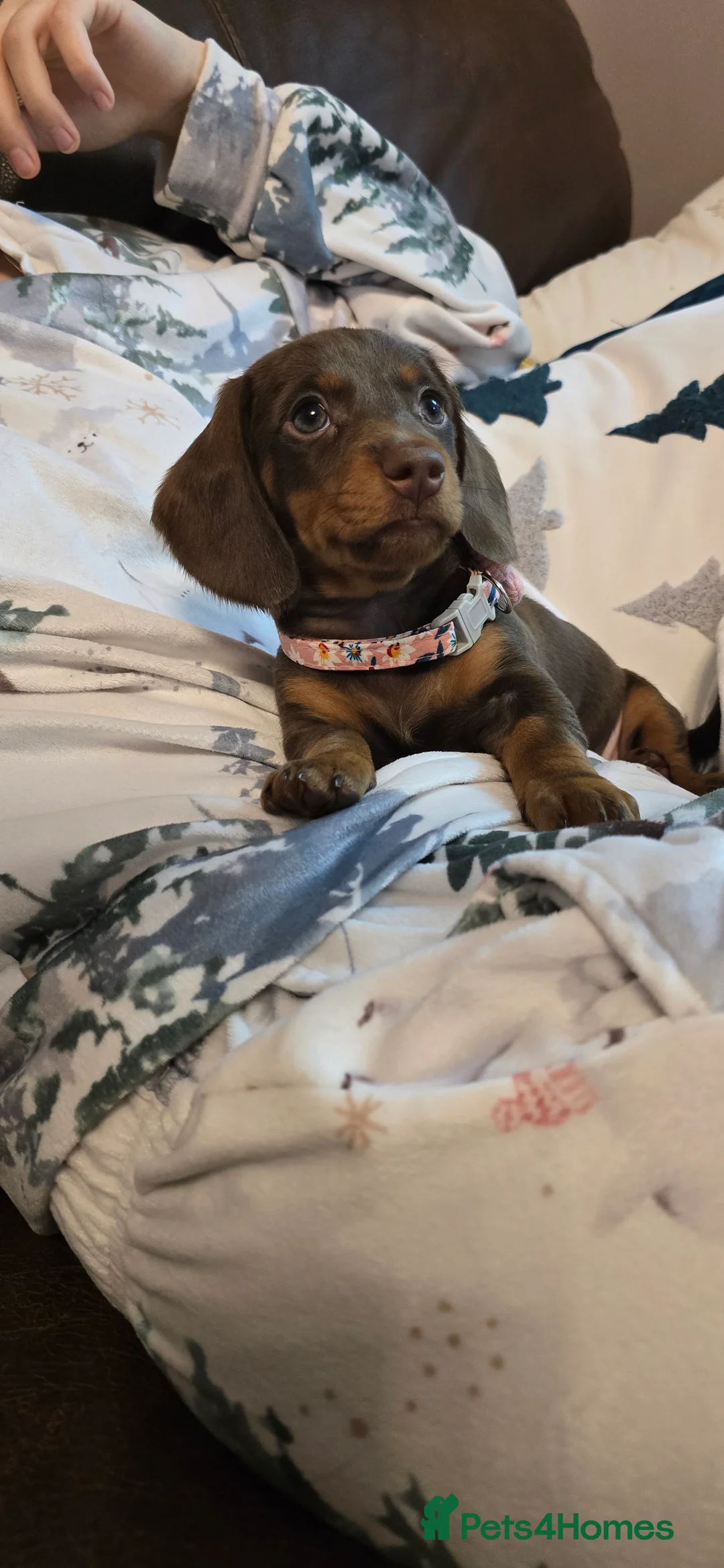 Miniature Dachshund dogs for sale: KC registered miniature Dachshund 🐶  - Advert 34