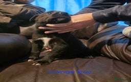 Shepsky dogs for sale: 7 beautiful shepsky puppies - Advert 11