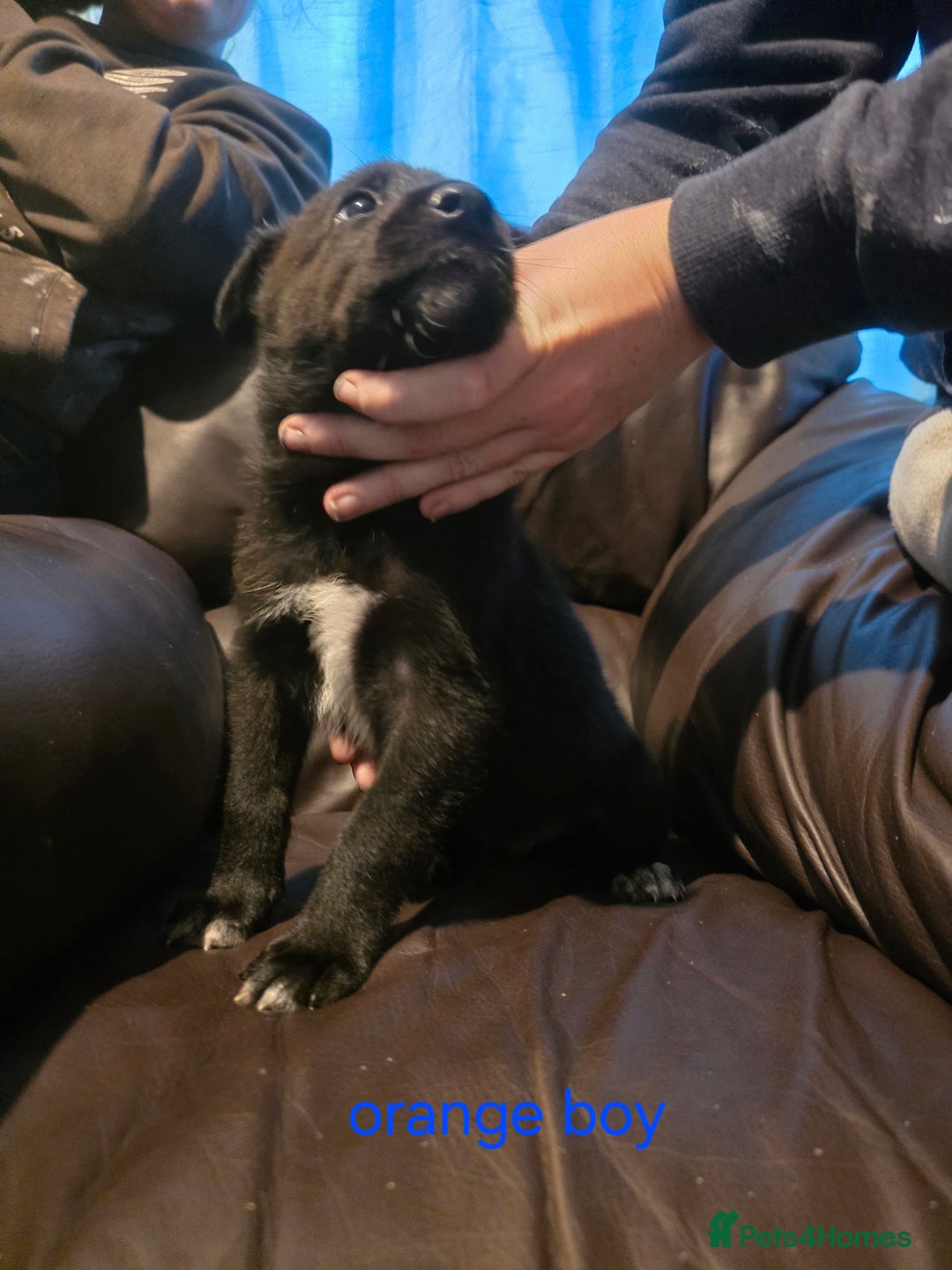 Shepsky dogs for sale: 7 beautiful shepsky puppies - Advert 11