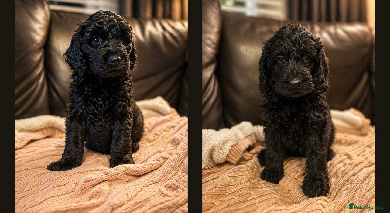 Labradoodle dogs Beautiful F2B Miniature Labradoodle Puppies  🐾 - Advert 1