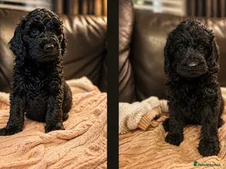 Labradoodle dogs Beautiful F2B Miniature Labradoodle Puppies 🐾 - Advert 1