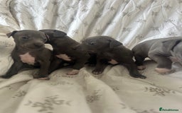 Italian Greyhound dogs for sale: 1 boy left  - Image 6