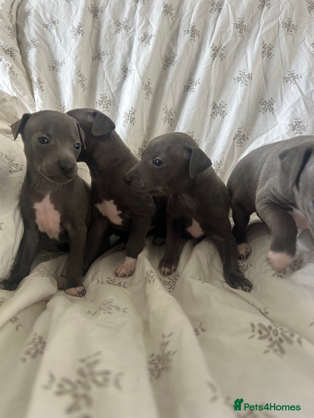 Italian Greyhound dogs for sale: 1 boy left  - Image 6