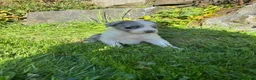 Border Collie dogs for sale: Border Collie puppies for sale 💙💙💙 - Advert 13