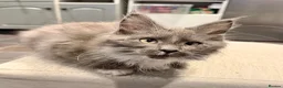 Maine Coon cats for sale: Maine Coon kittens - Advert 8