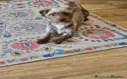 Miniature Dachshund dogs for sale: 2 year old dachshund  - Image 4