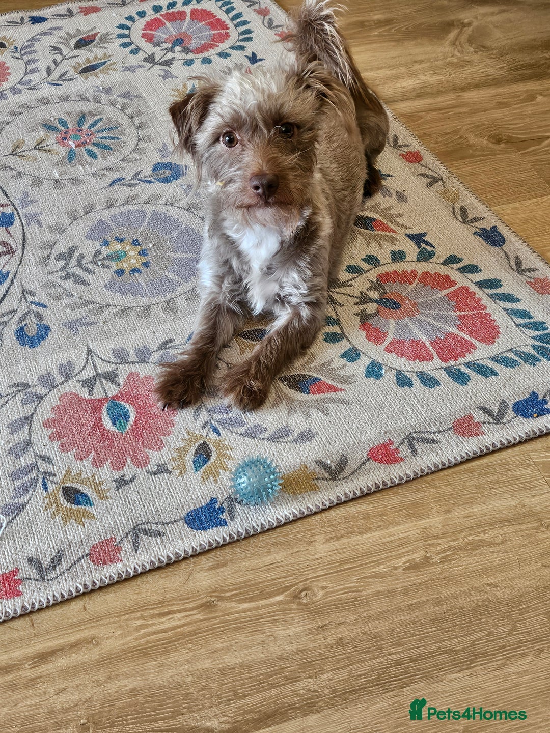 Miniature Dachshund dogs for sale: 2 year old dachshund  - Image 4