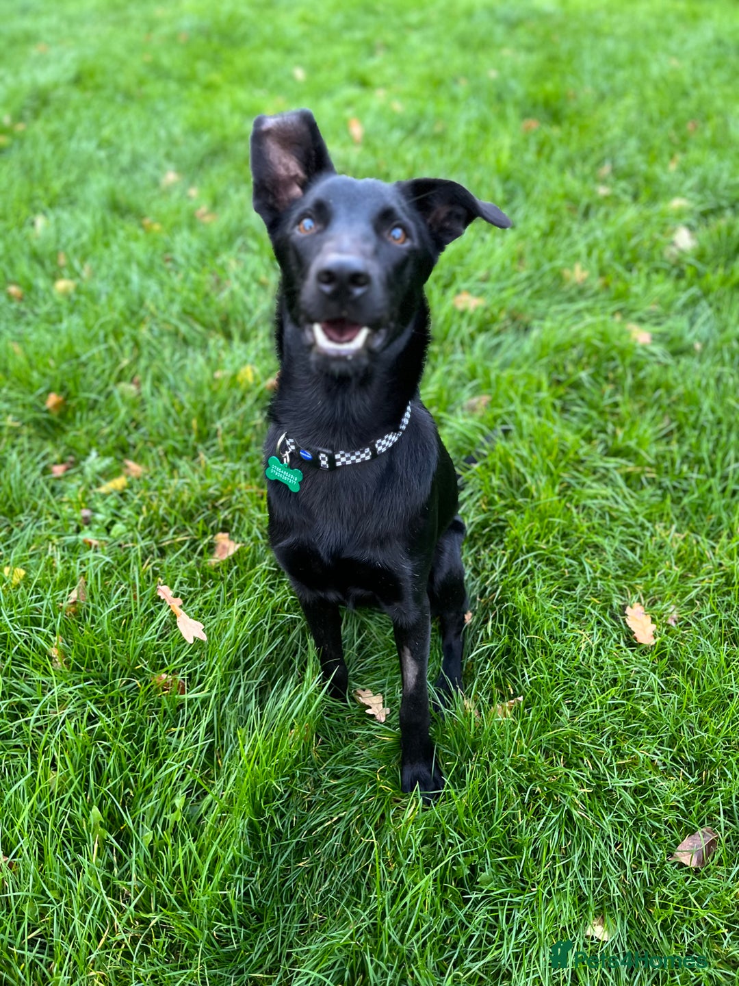 Mixed Breed dogs for sale: Moroccan Puppy  - Advert 11