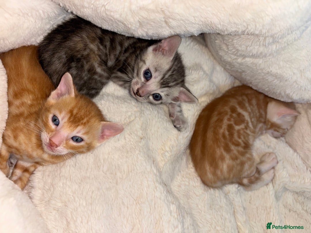 Bengal cats for sale: Unique Bengal Kittens  - Image 14