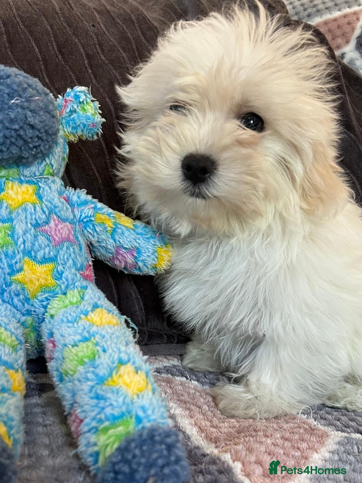 Malshi dogs shihtzu x maltese puppies for sale  - Advert 1