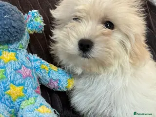 Malshi dogs shihtzu x maltese puppies for sale - Advert 1