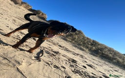 Rottweiler dogs for sale: Bear the Rottweiler  - Image 14