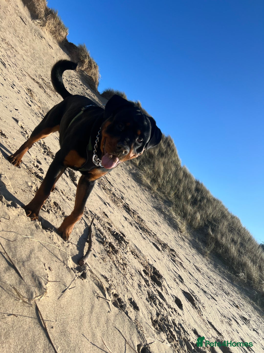 Rottweiler dogs for sale: Bear the Rottweiler  - Image 14
