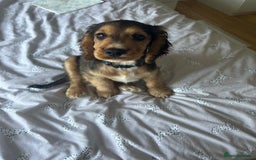 Cocker Spaniel dogs for stud: Cocker Spaniel Shower Sable  - Advert 4