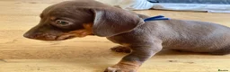 Miniature Dachshund dogs for sale: Last 2 chocolate / tan left 🩷💙 - Advert 19