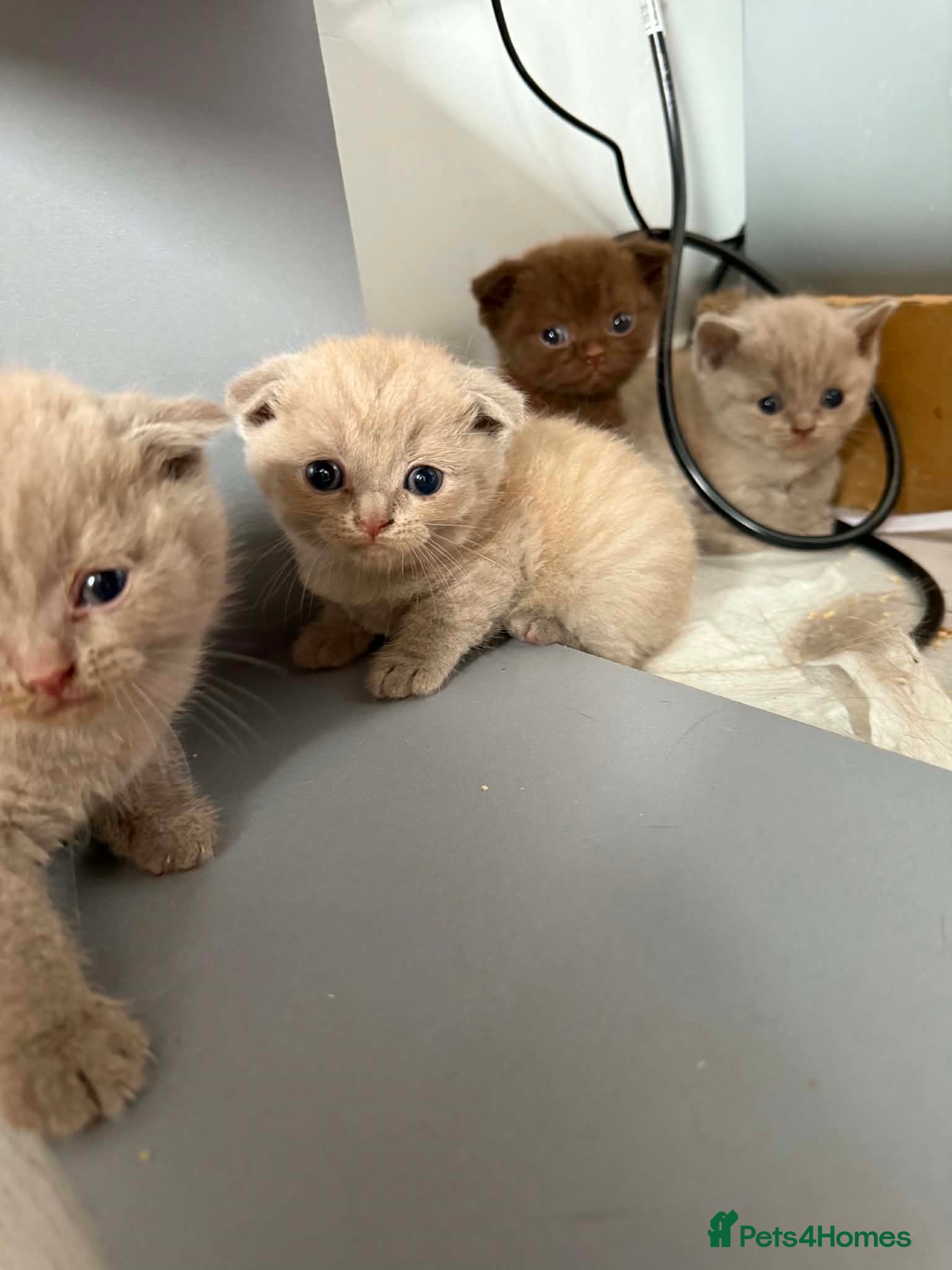 Scottish Fold cats Stunning Scottish fold/straight kittens😻 - Advert 1