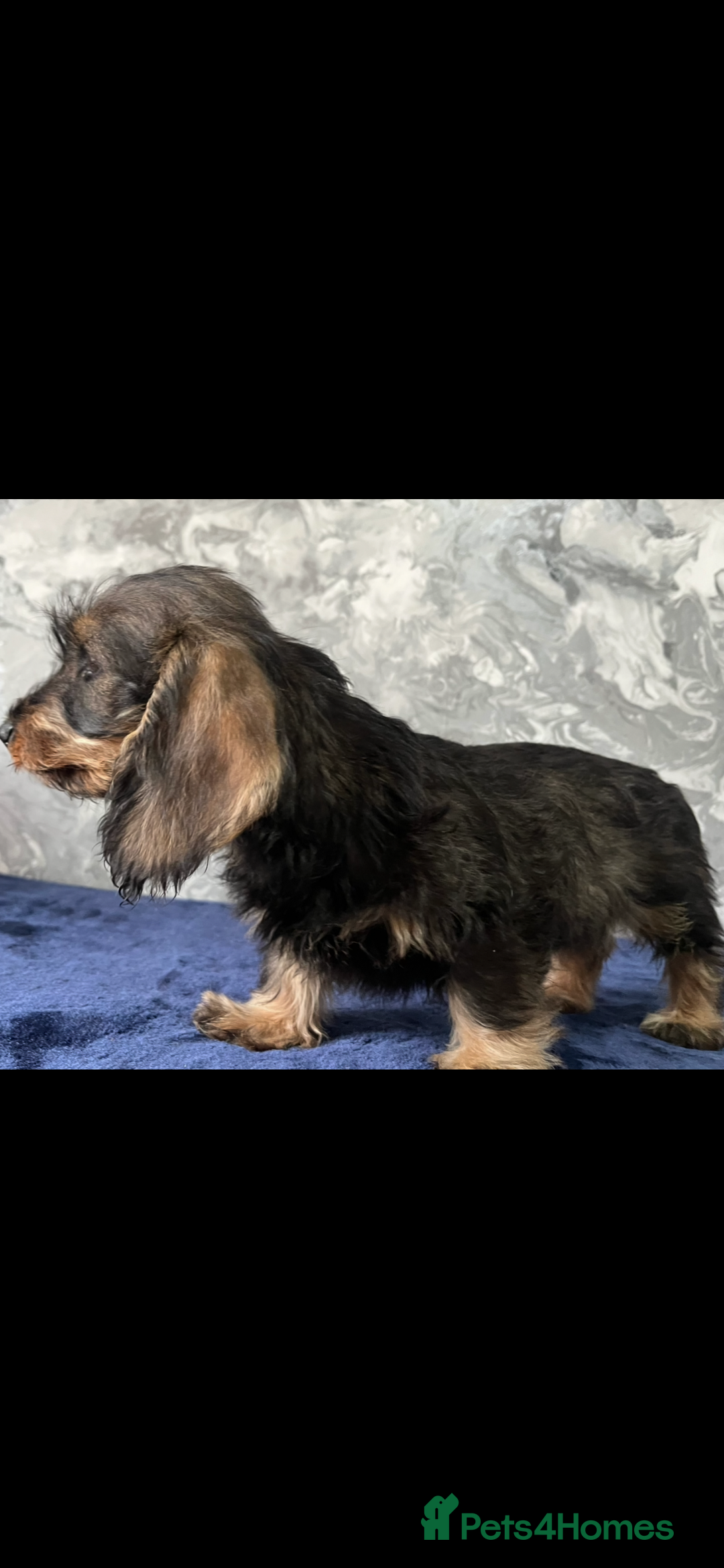 Miniature Dachshund dogs for sale: Wired haired miniature dachshund  - Image 6
