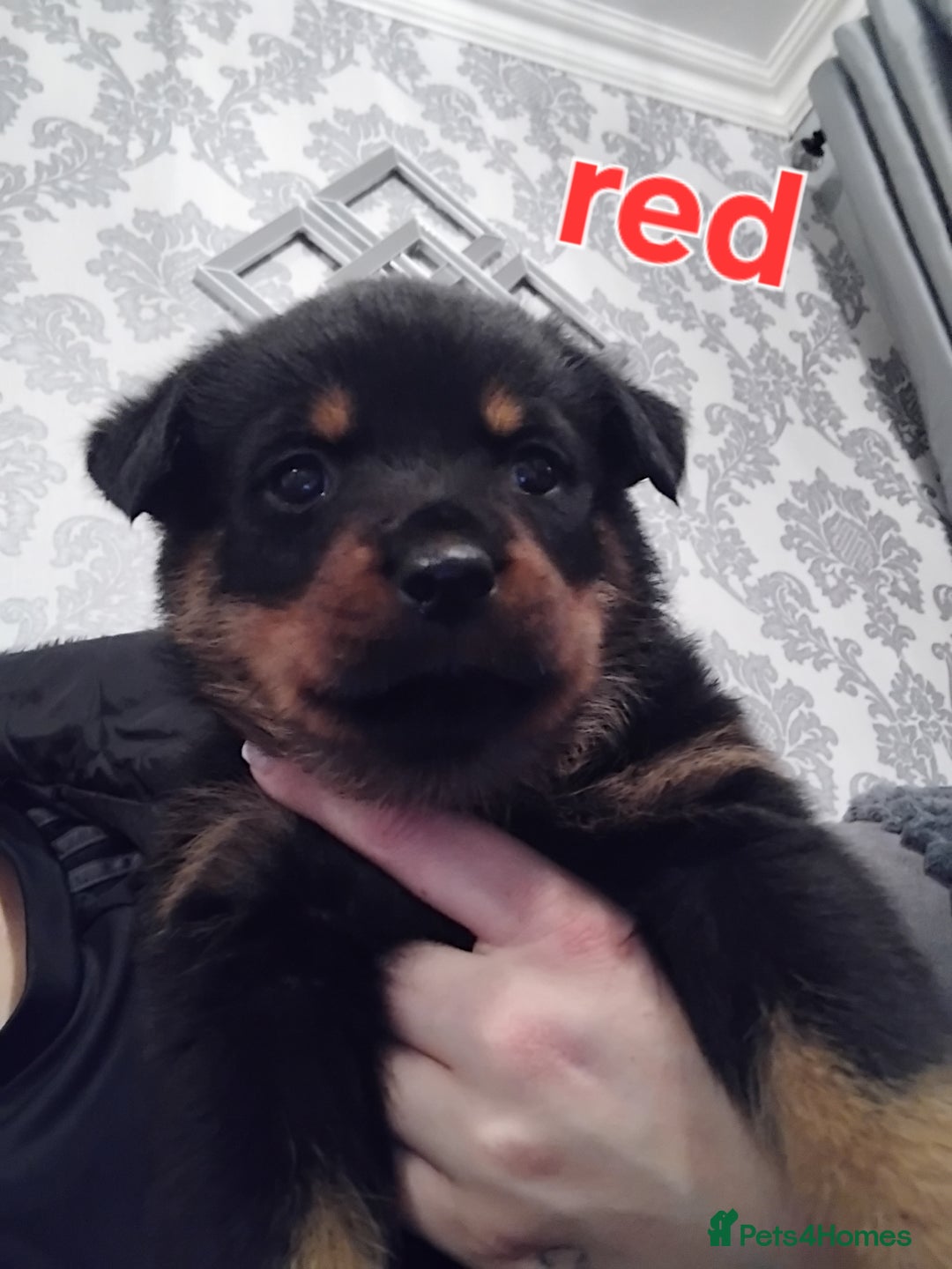 Rottweiler dogs for sale: Rottweiler puppies  - Advert 5