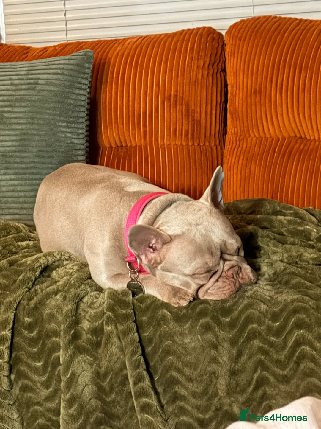 French Bulldog dogs for sale: Looking For Forever home blue French bulldog age 3 in Bedford - Advert 1