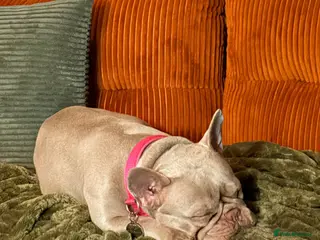 French Bulldog dogs Looking For Forever home blue French bulldog age 3 - Advert 1